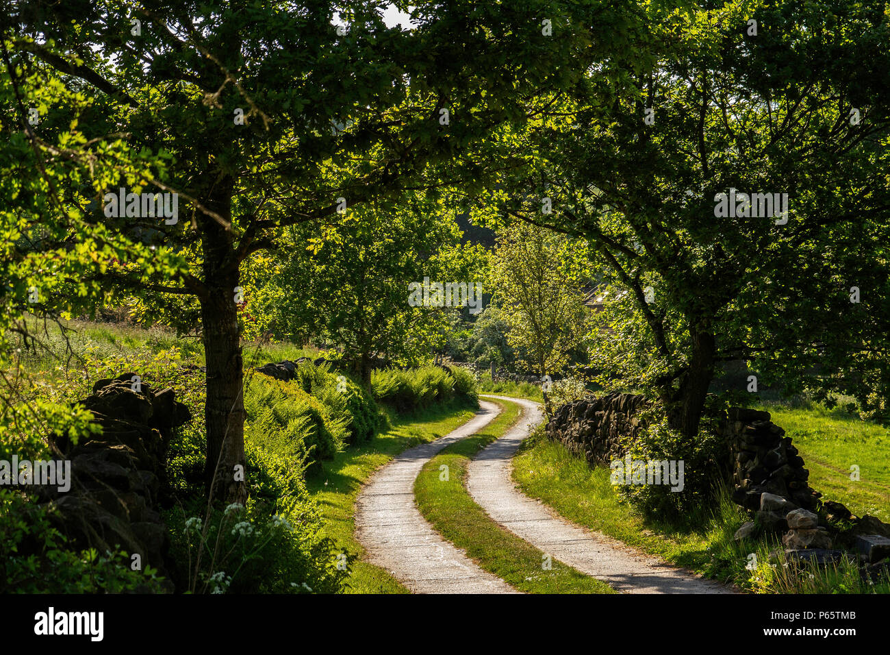 Feldweg in den Wald mit Trockenmauern, Bäume und Farne wachsen leptosporangiate auf jeder Seite. Stockfoto