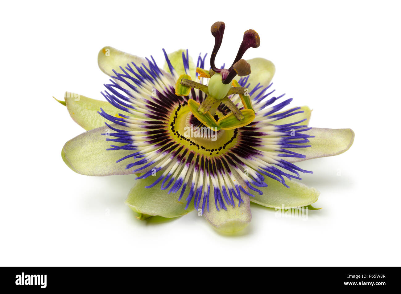 Single Passiflora edulis Blume auf weißem Hintergrund Stockfoto