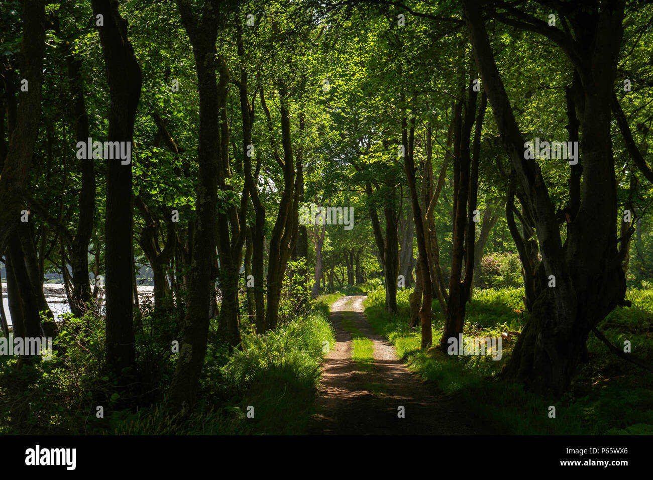 Anschluss durch die Wälder mit Sonne und Schatten. Stockfoto