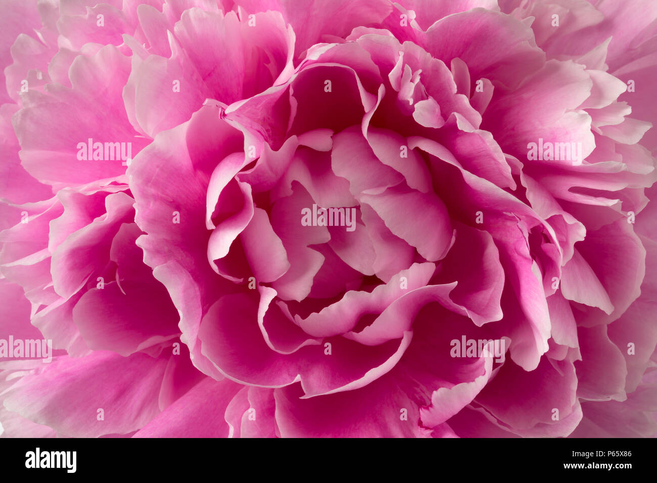 Single frische rosa Pfingstrose close up full frame Stockfoto
