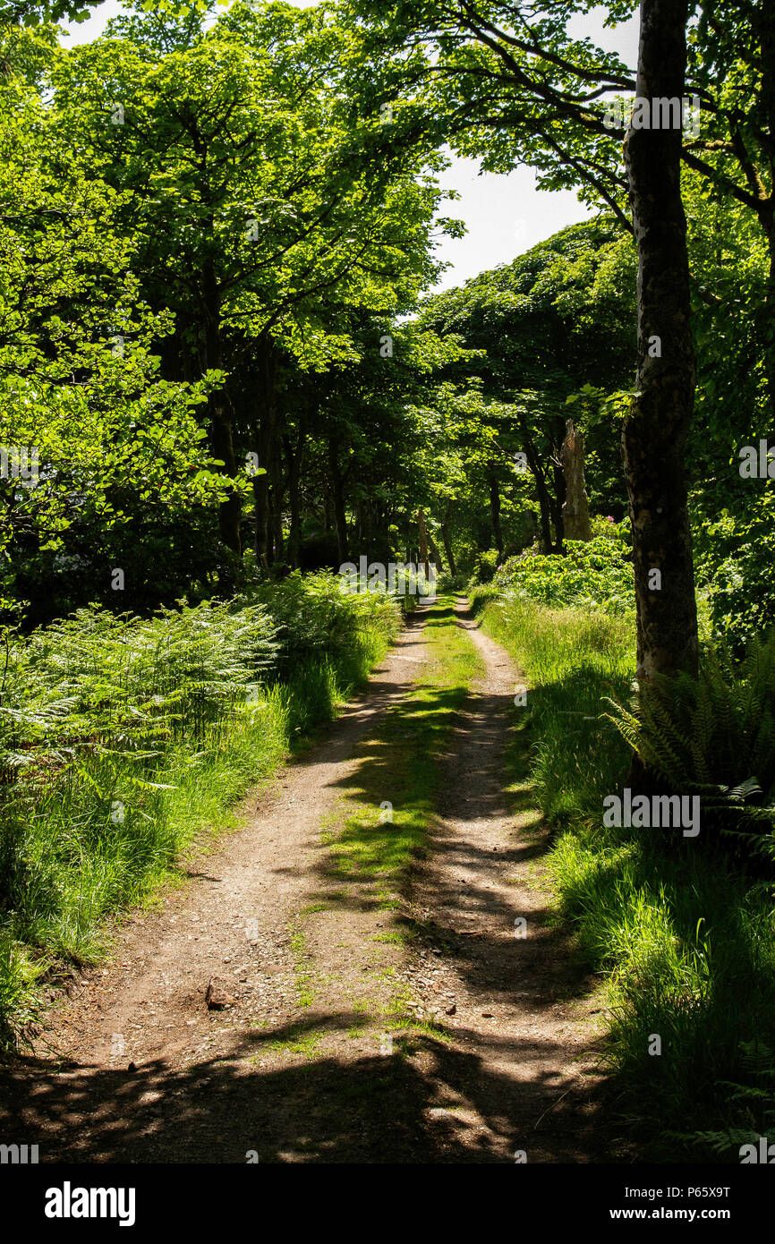 Anschluss durch die Wälder mit Sonne und Schatten. Stockfoto