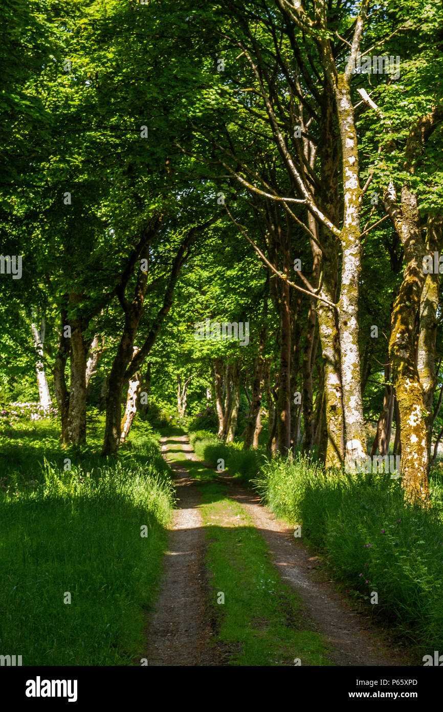 Anschluss durch die Wälder mit Sonne und Schatten. Stockfoto