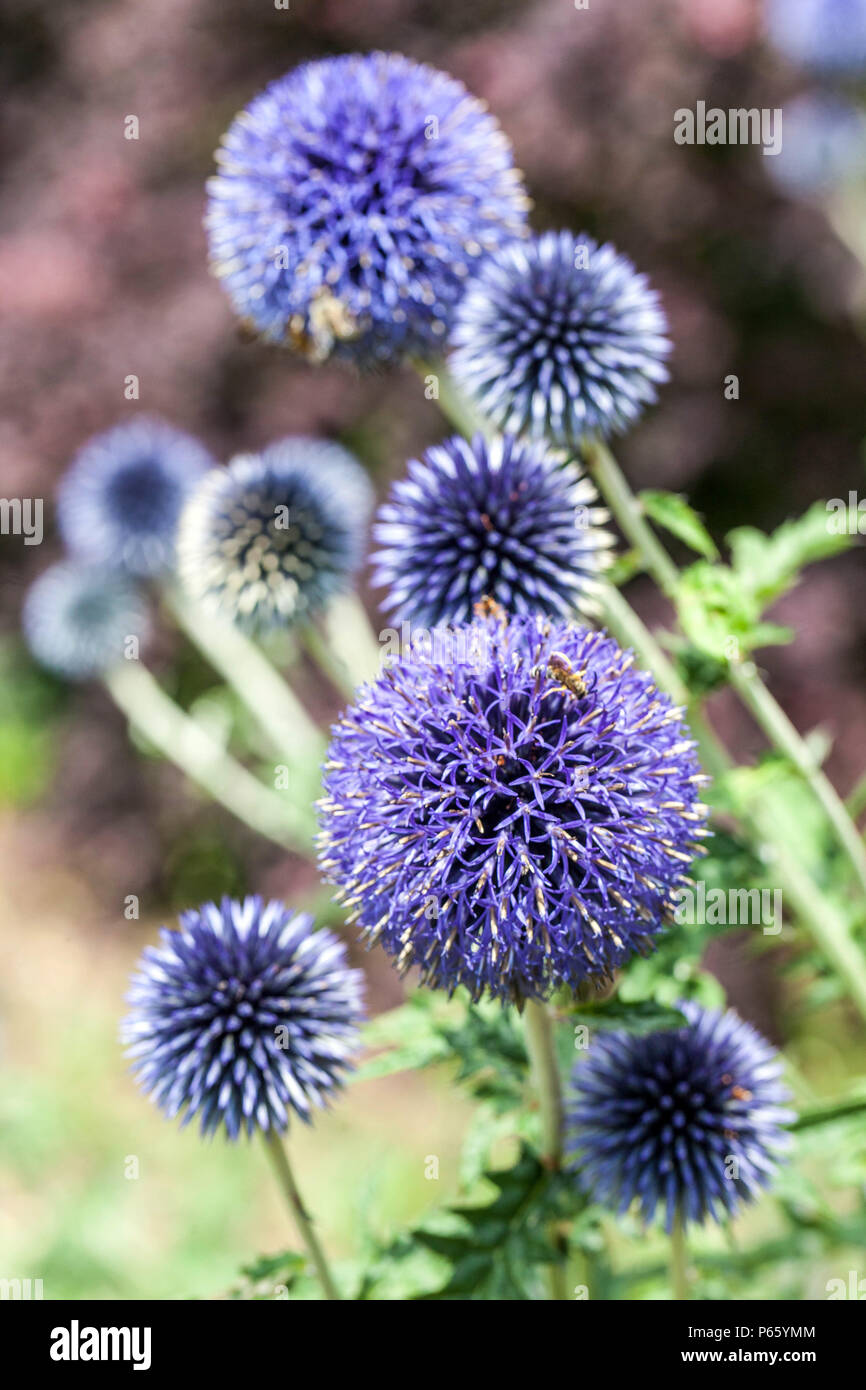 Echinops bannaticus 'Blau' Stockfoto