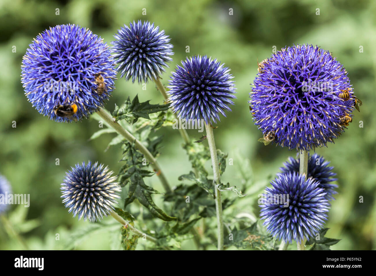 Echinops bannaticus 'Blau' Stockfoto