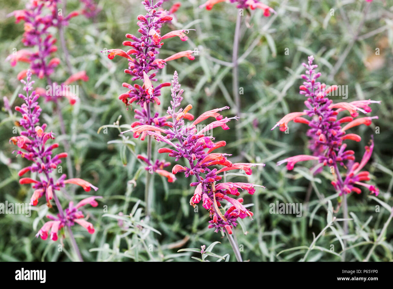 Threadleaf riesigen Ysop, Agastache rupestris Stockfoto