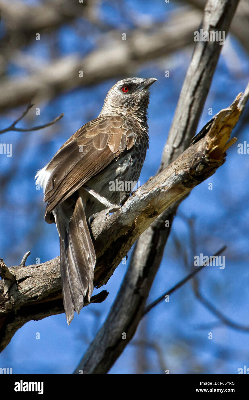 Hartlaub's Schwätzer auf Caprivi Stockfoto