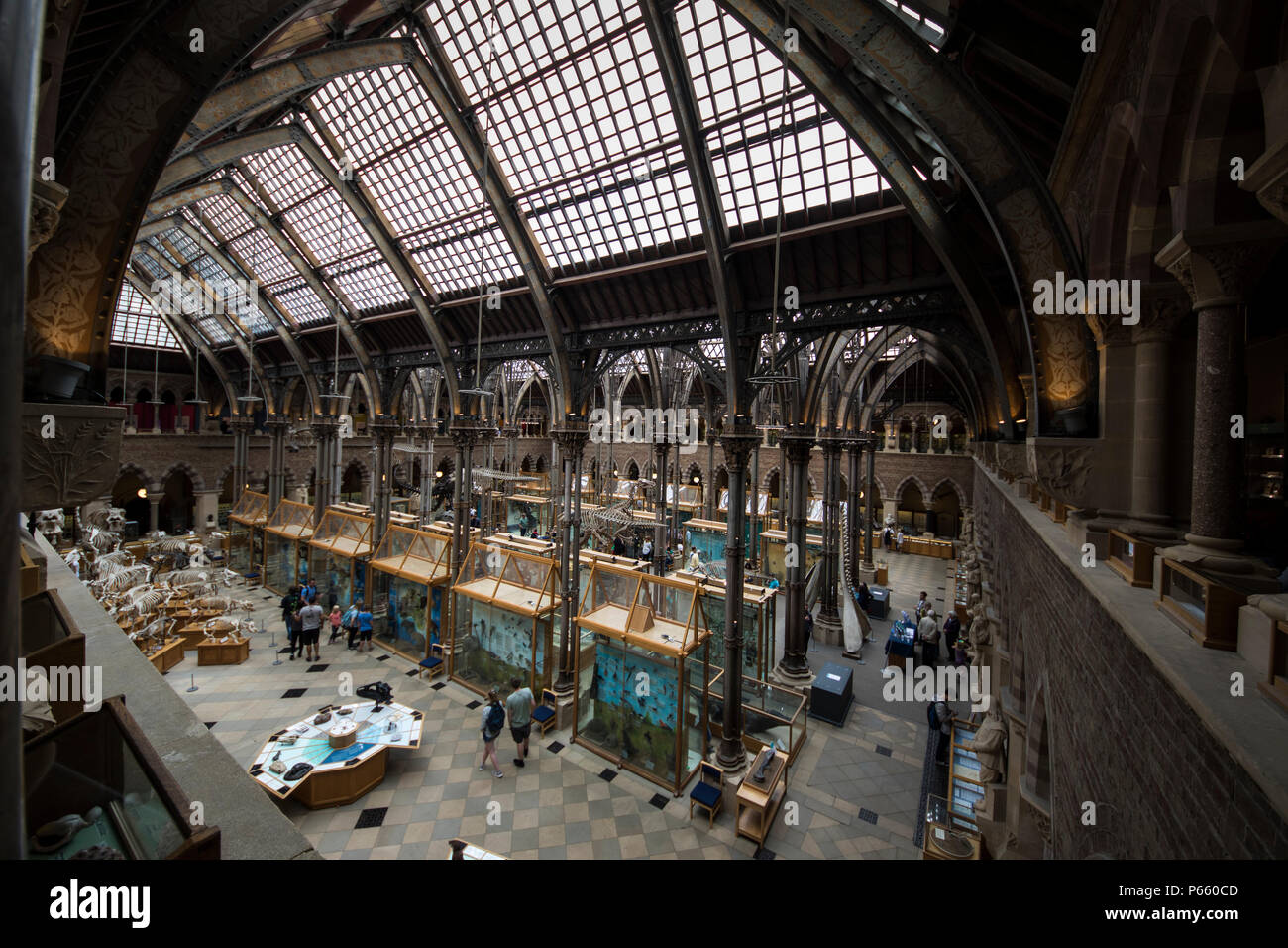 Oxford University Museum of Natural History Stockfoto