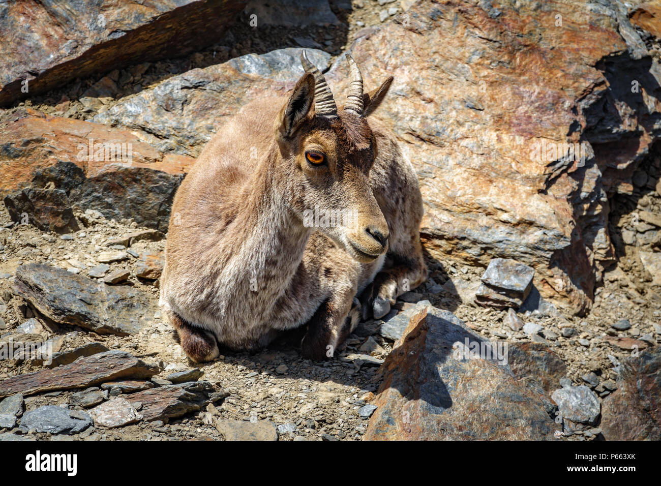 Bergziege ruhen über die Felsen Stockfoto