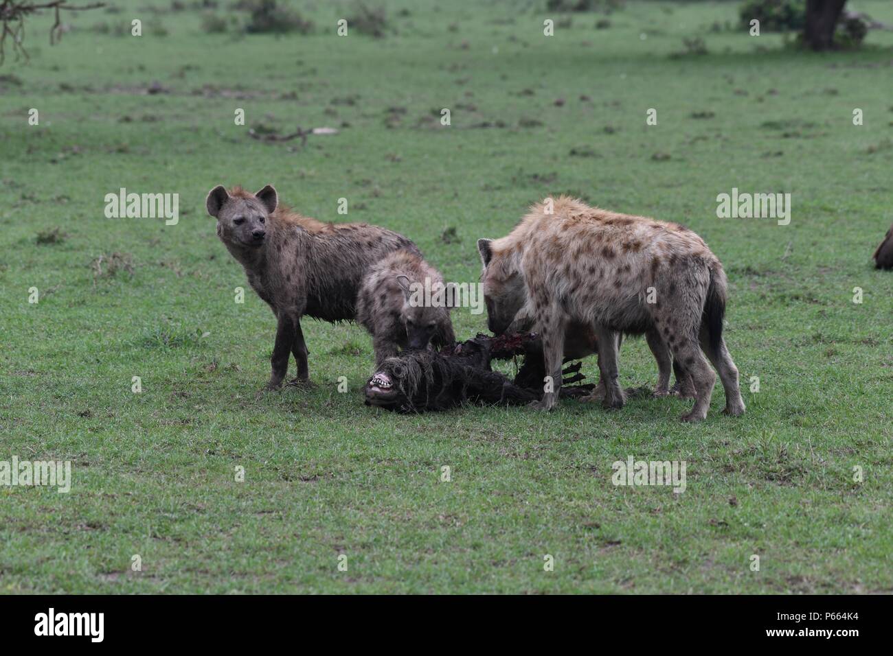 Hyäne beschmutzt. Große Clan 20 + Hyänen essen die Reste eines Gnus. Olare Motorogi Conservancy, Masai Mara, Kenia, Ostafrika Stockfoto