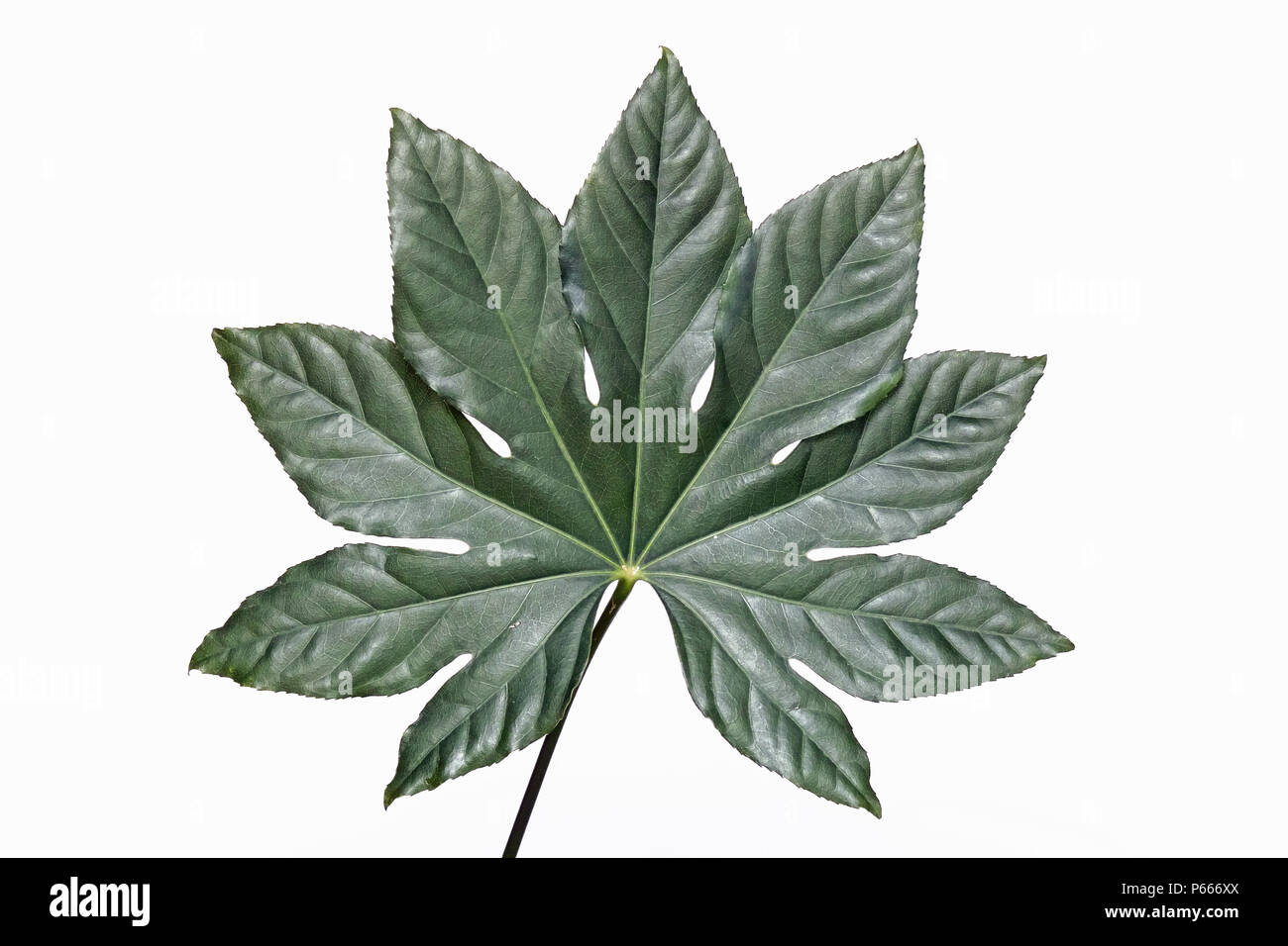Blatt von fatsia japonica oder aralia japonicajapan Stockfoto