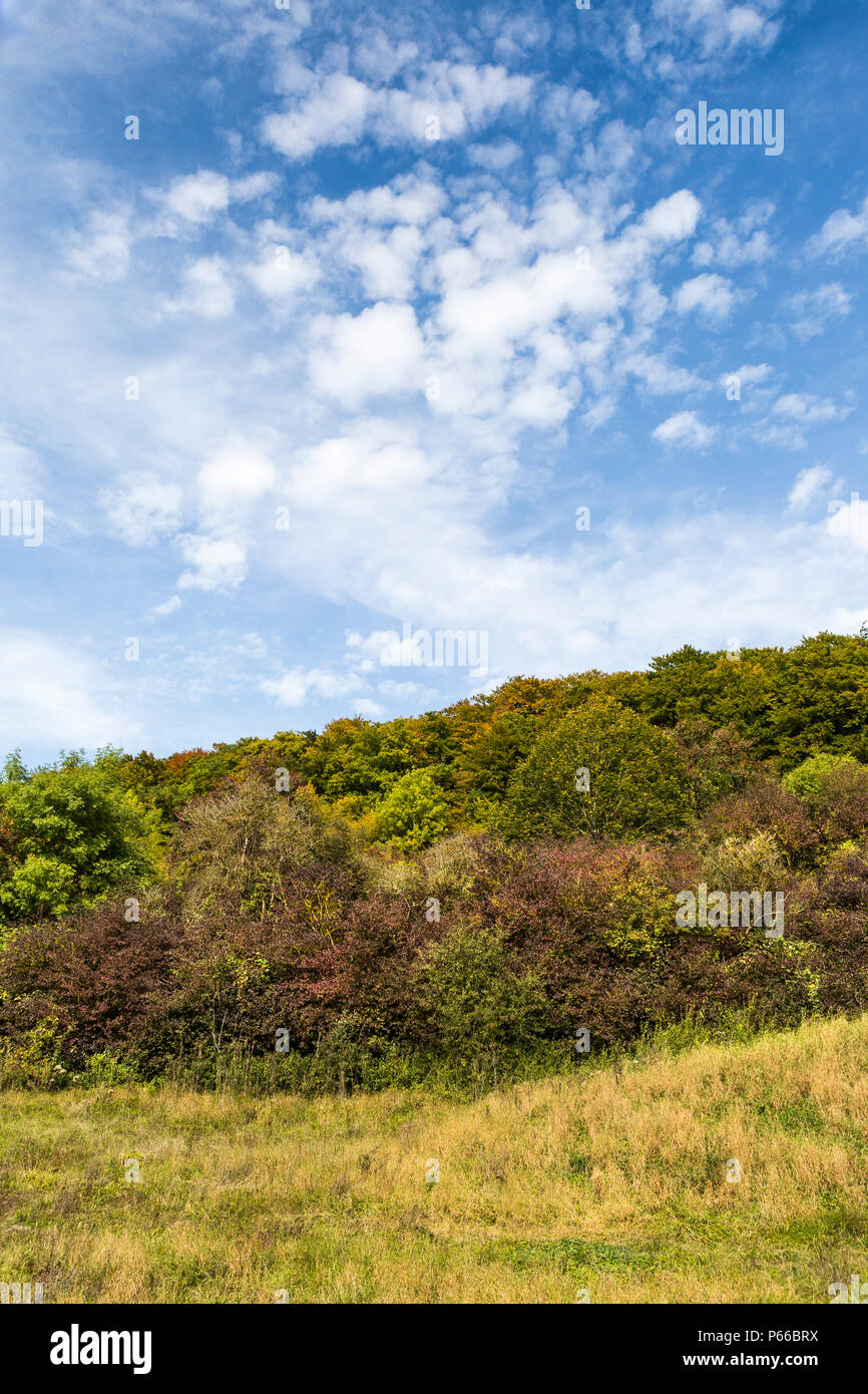 Herbst noch Lebens- und Konsumgewohnheiten der Bäume und der blaue Himmel mit weißen Wolken, Luxemburg, Mitteleuropa Stockfoto