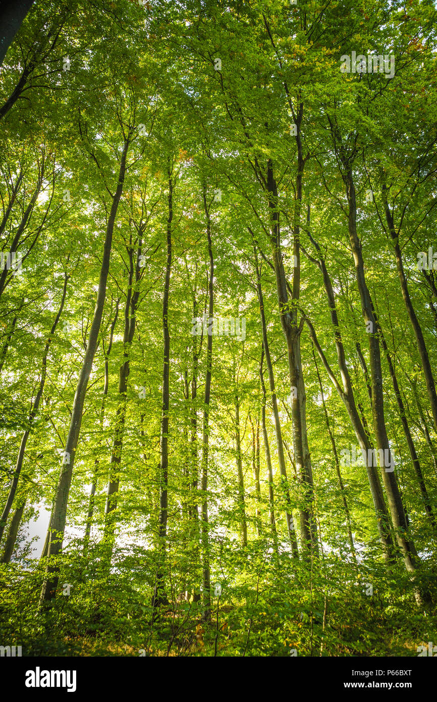 Grünen Wald im September, Luxemburg, Europa Stockfoto