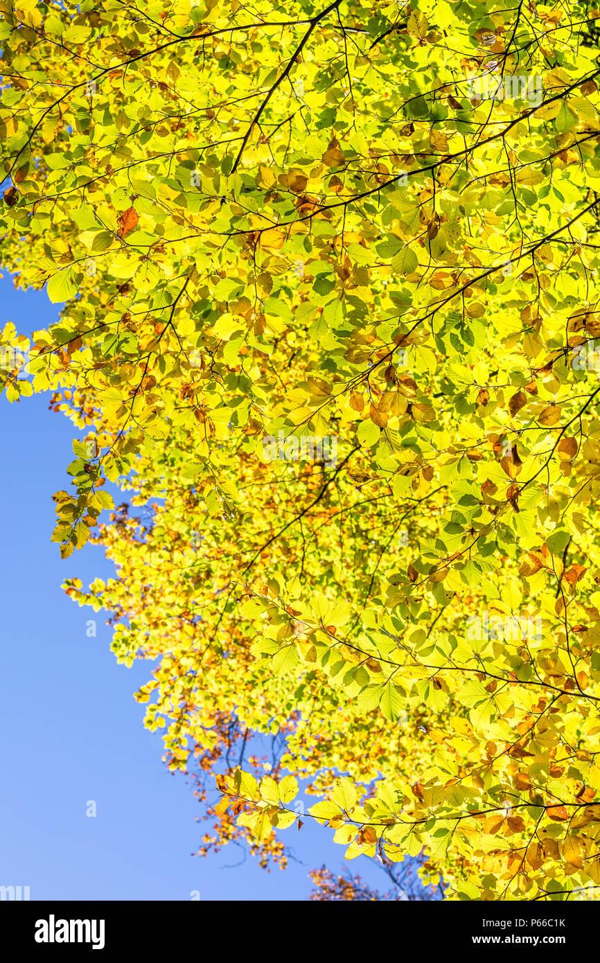 Krone der Buche im Herbst als von unten gegen den blauen Himmel gesehen Stockfoto