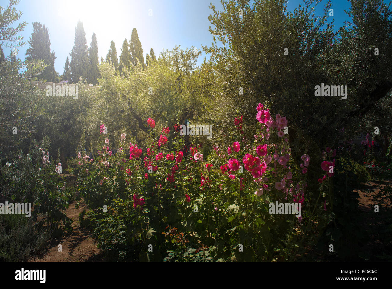 Gottliches Licht Sunray Im Garten Gethsemane Olberg Jerusalem