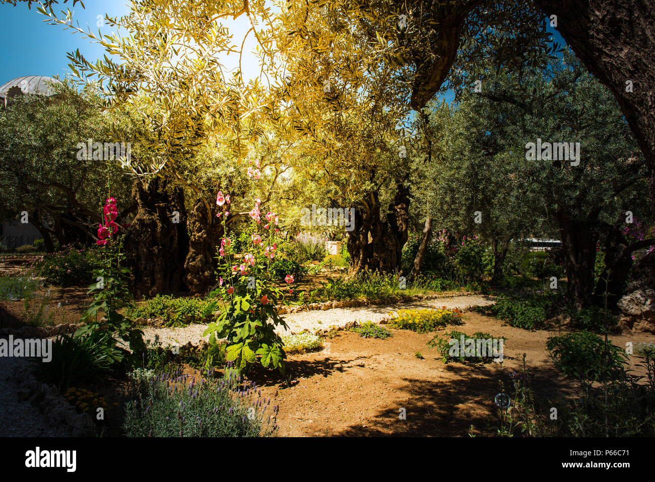 Gottliches Licht Sunray Im Garten Gethsemane Olberg Jerusalem