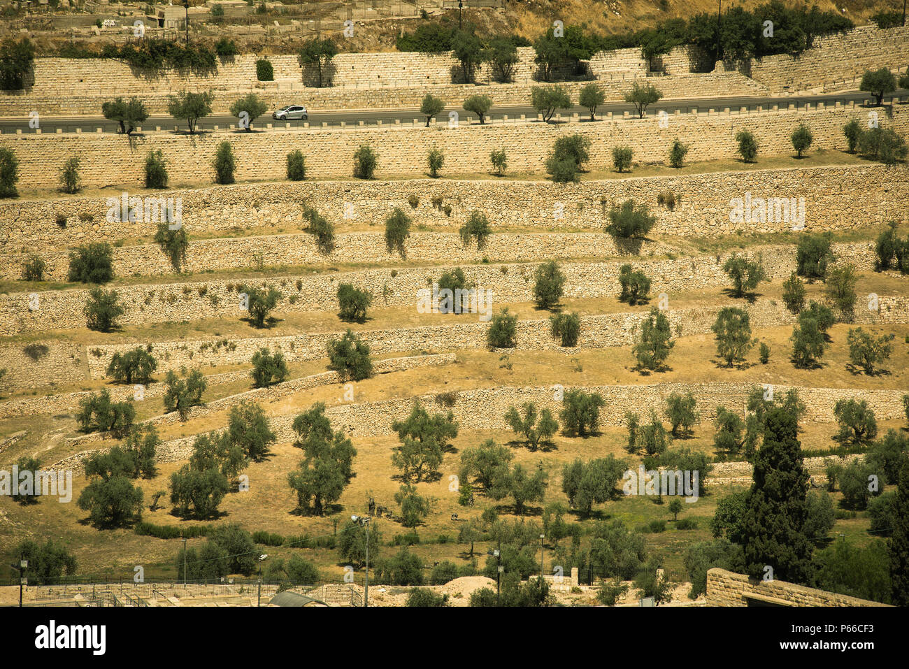 Ölberg in der Heiligen Stadt Jerusalem, Israel Stockfoto