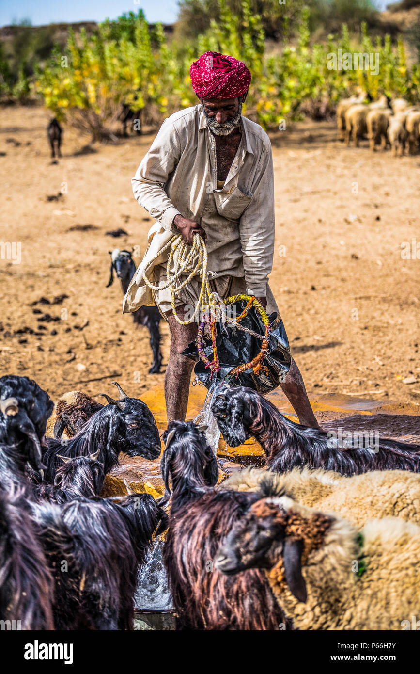 Indien Rajasthan Thar Wüste ein Hirte an einem Brunnen mit seiner Herde Stockfoto