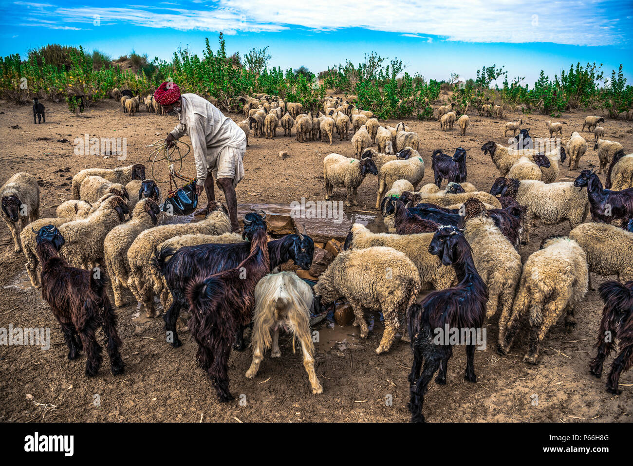 Indien Rajasthan Thar Wüste ein Hirte an einem Brunnen mit seiner Herde Stockfoto