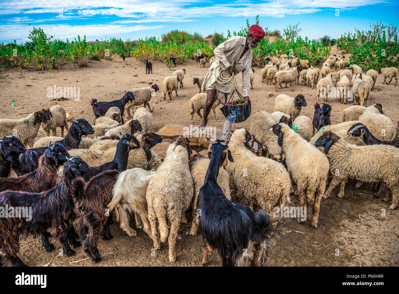 Indien Rajasthan Thar Wüste ein Hirte an einem Brunnen mit seiner Herde Stockfoto