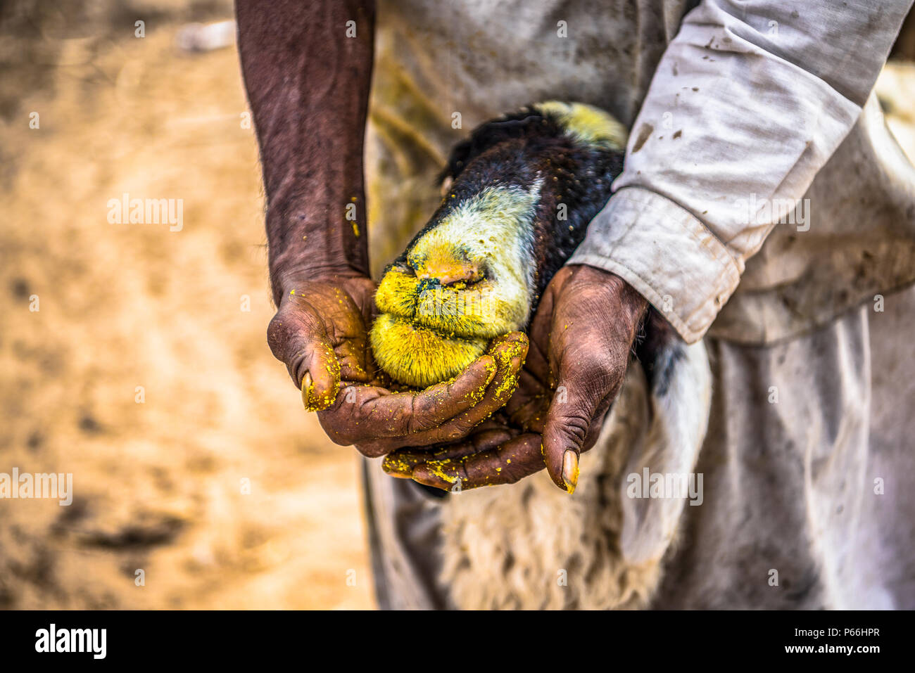 Indien Rajasthan ein Hirte seine Schafe füttern Stockfoto