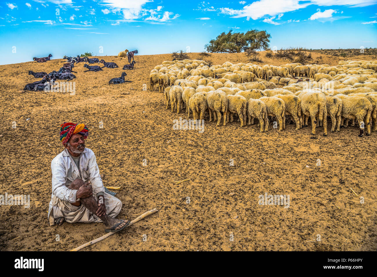 Indien Rajasthan Thar Wüste ein Schäfer mit seiner Herde Stockfoto