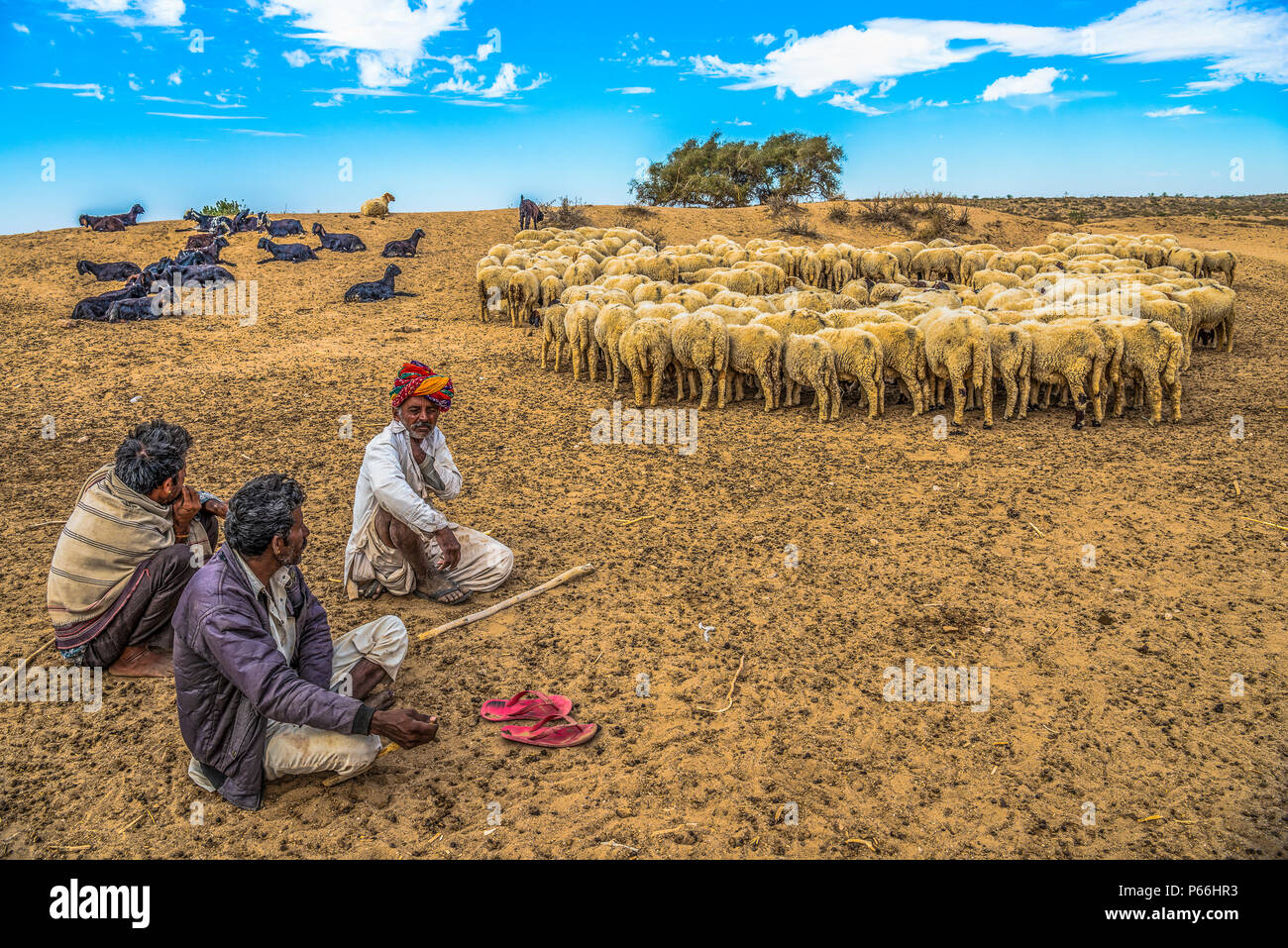 Indien Rajasthan Thar Wüste ein Schäfer mit seiner Herde Stockfoto