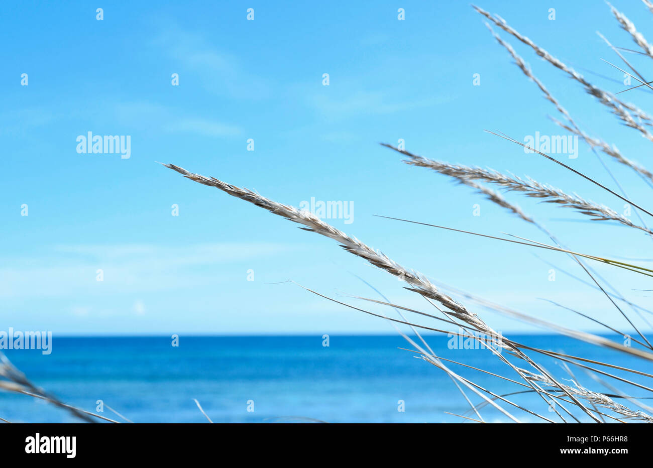 Schilf am Strand mit Blick auf das Meer, den Strand Hintergrund, Entspannung. Holiday Beach Szene. Stockfoto