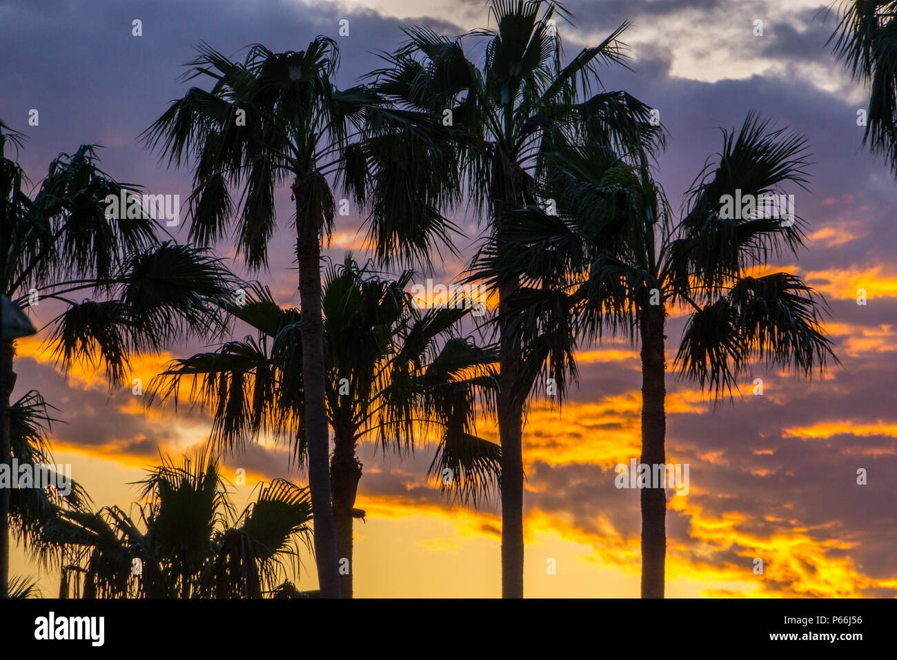 Mallorca, orange leuchtende Himmel über Palmen im Paradies Stockfoto