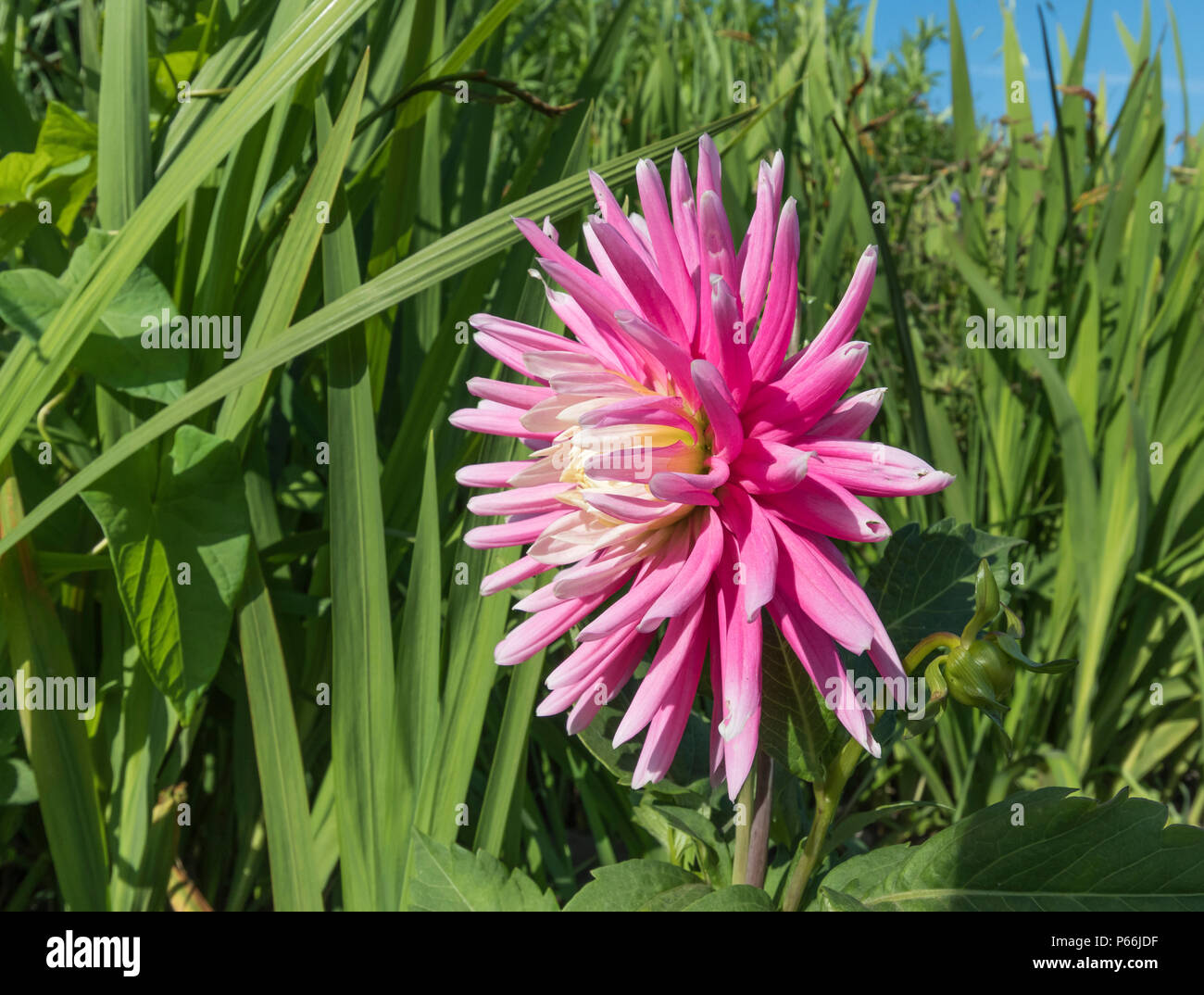 Single rosa Cactus Dahlie Blüte im Sommer in West Sussex, England, UK. Dahlien. Stockfoto