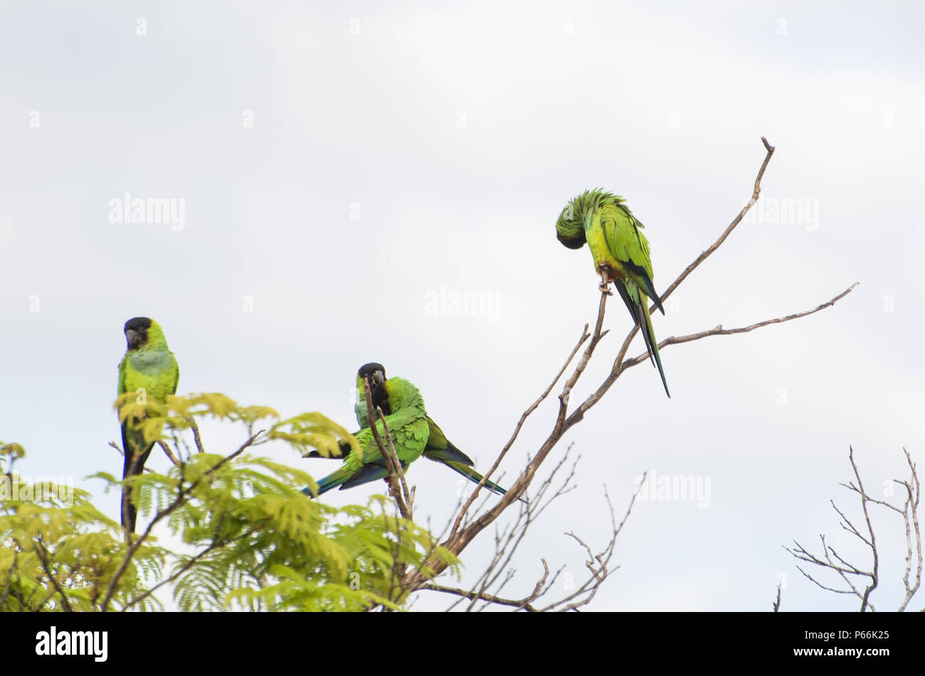 Schöne Vögel oder Nanday Prince-Black Sittiche Sittich (Aratinga nenday) in einem Baum Im brasilianischen Pantanal. Stockfoto