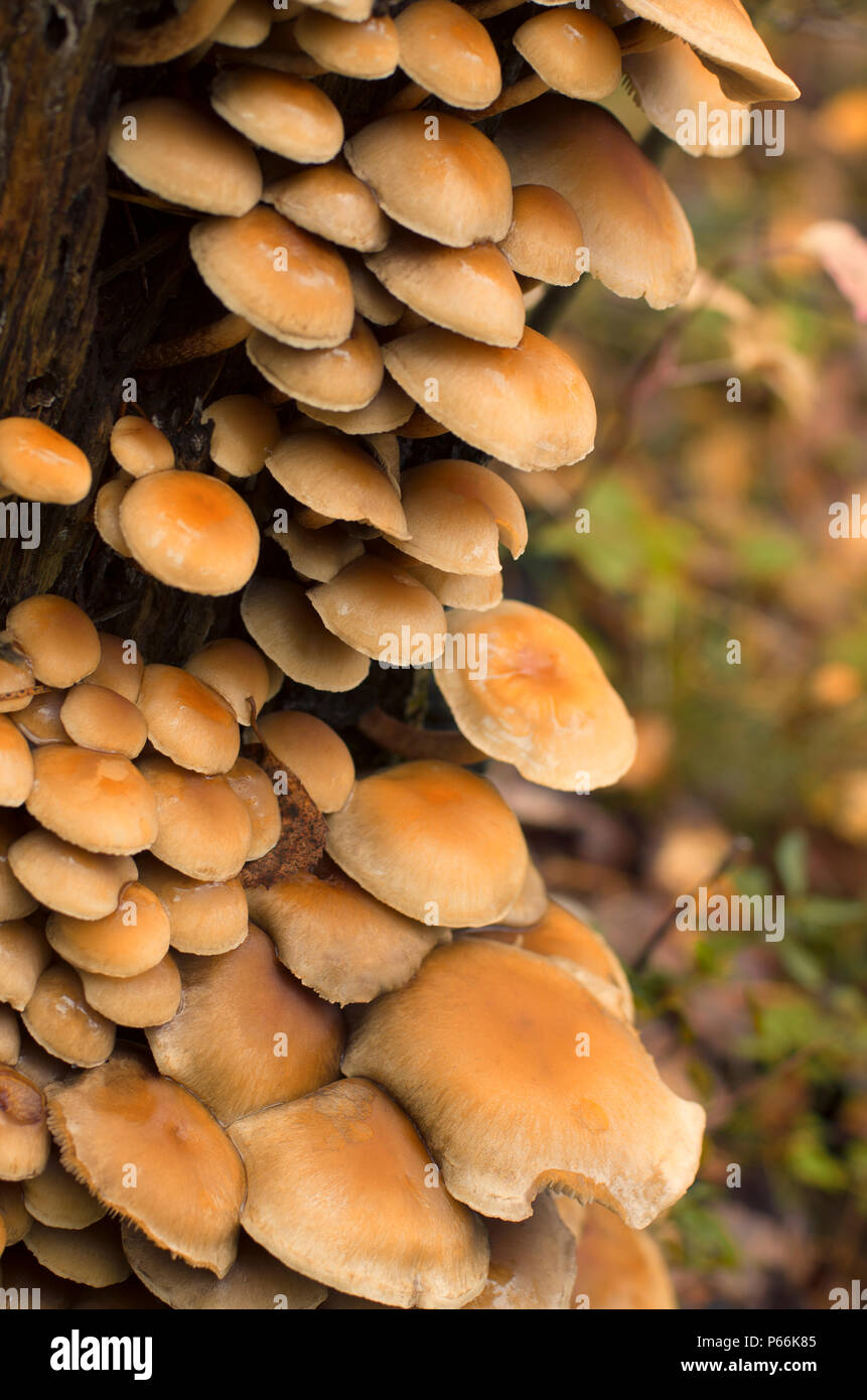 Kolonie von Pilzen auf einem Baumstamm im Herbst auf unscharfen Hintergrund Stockfoto