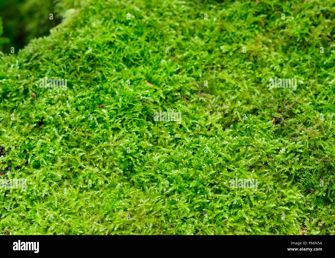 Green Moss Hintergrund oder Moos Textur mit kopieren. Stockfoto