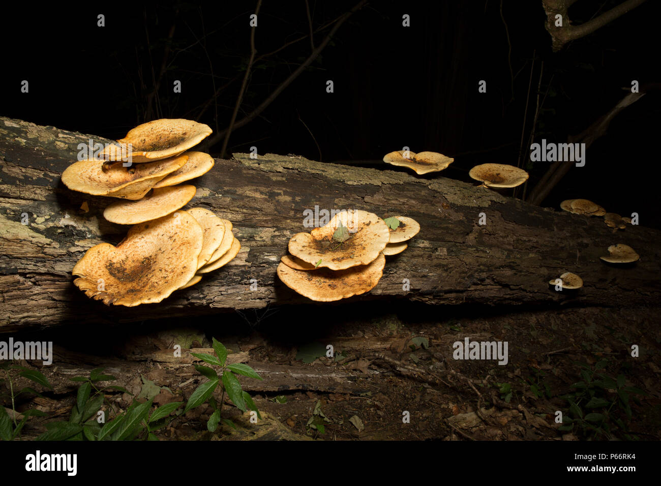 Die dryaden Sattel Pilze, Ceriporus squamous, wächst auf einem toten Baum im Wald in Lancashire England UK GB. Stockfoto