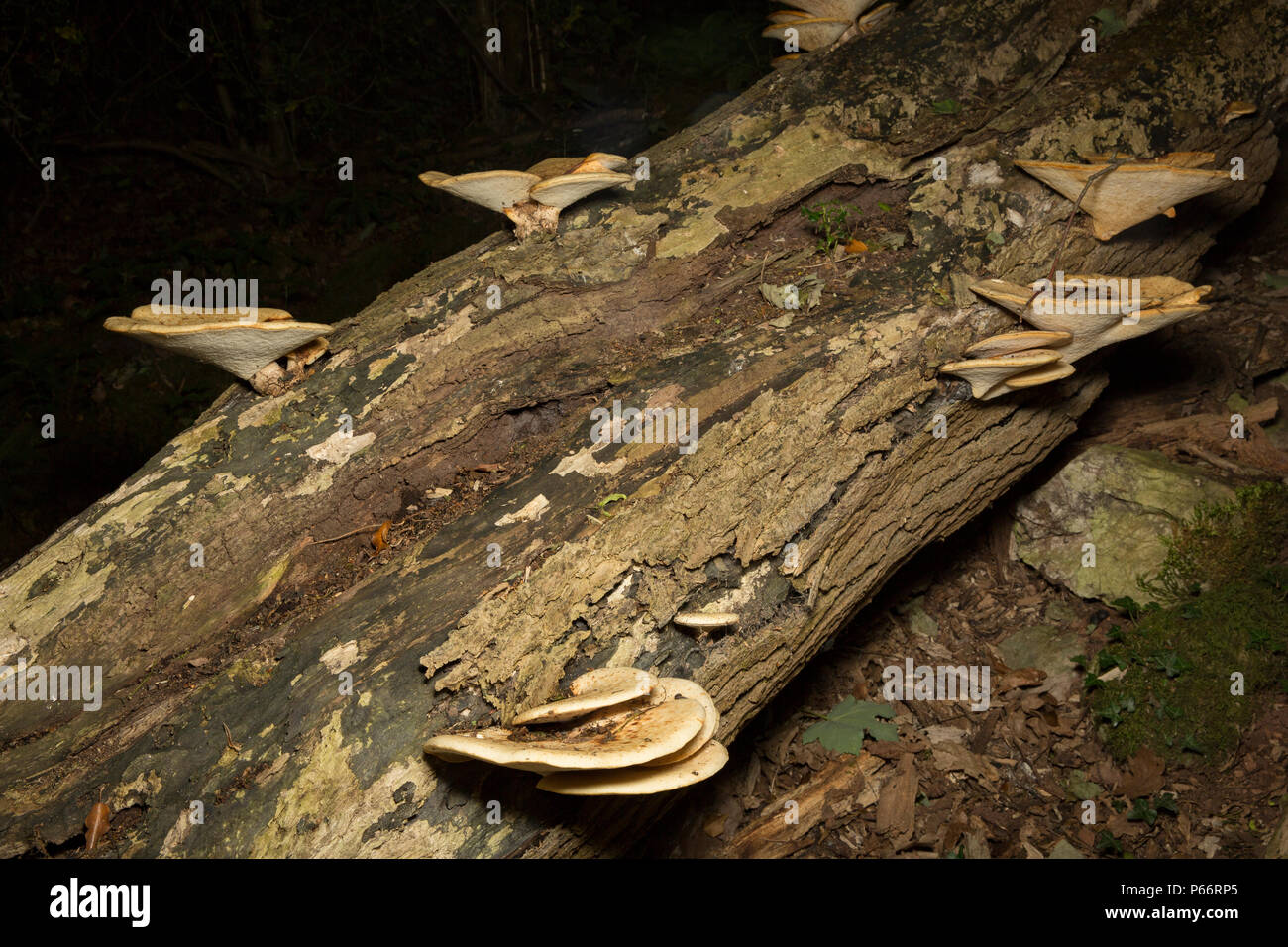 Die dryaden Sattel Pilze, Ceriporus squamous, wächst auf einem toten Baum im Wald in Lancashire England UK GB. Stockfoto
