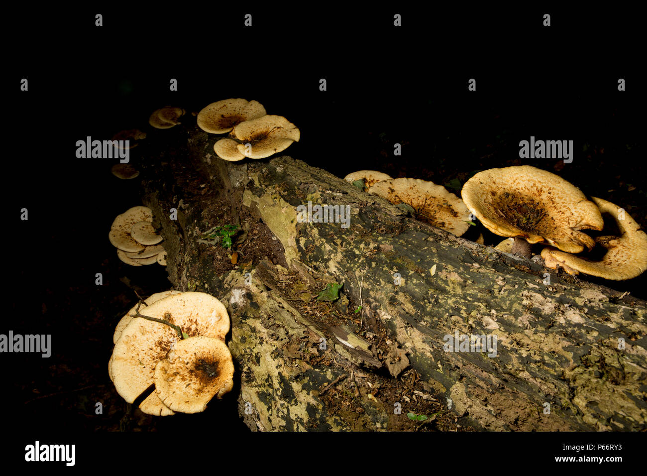 Die dryaden Sattel Pilze, Ceriporus squamous, wächst auf einem toten Baum im Wald in Lancashire England UK GB. Stockfoto