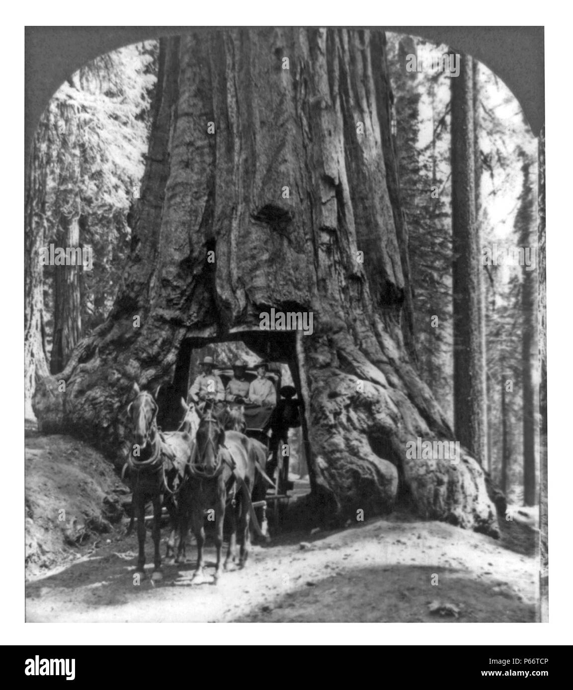 Der berühmte Wawona Tunnel Tree und Bühne Trainer, obere Mariposa Grove, Kalifornien 1905. Stockfoto