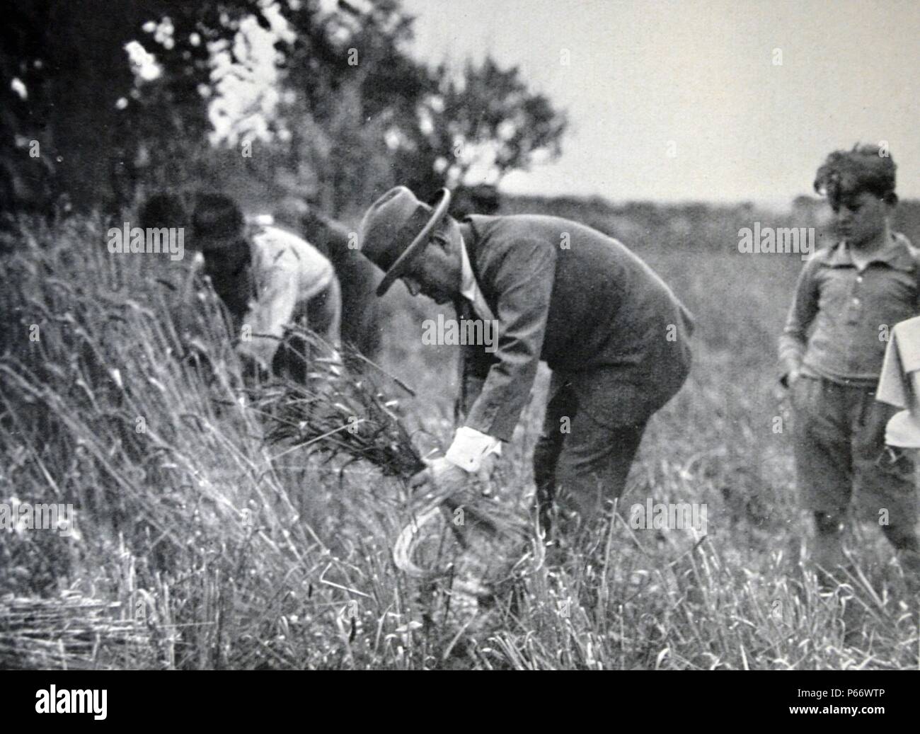 Mussolini, die Arbeit auf dem Bauernhof Stockfoto