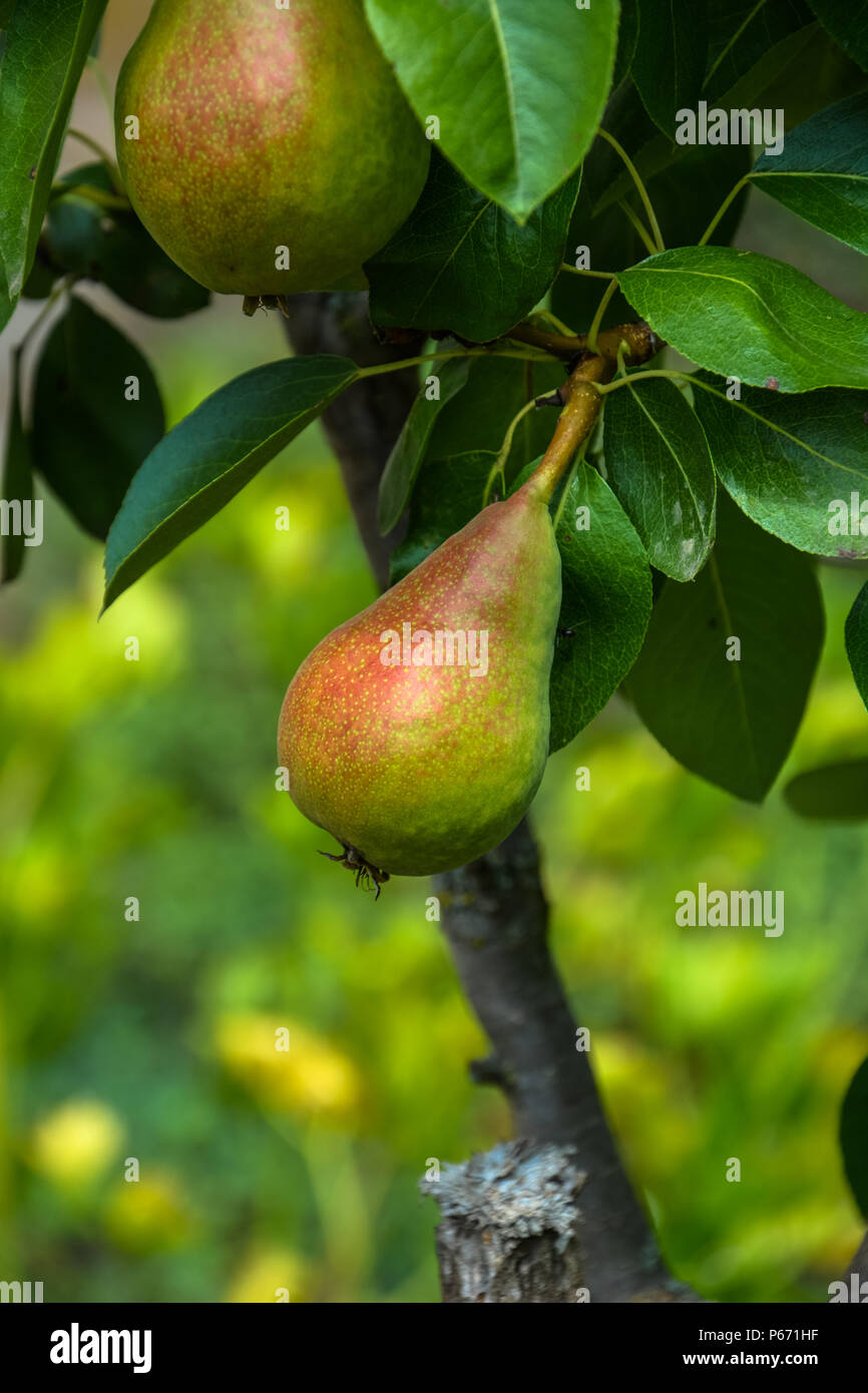 Wachsende Birnen auf einem Zweig. Birnen am Baum Obst Garten. Gruppe von Reifen gesunde Gelbe und grüne Birnen wachsen auf dem Zweig eines Pear Tree in einem Obstgarten Stockfoto