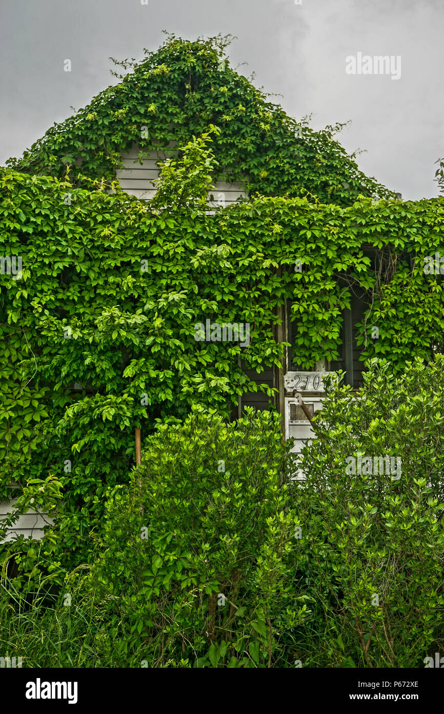 Greenbackville, Virginia, USA: Ein verlassenes Haus mit Efeu in der Nähe der Waterfront in Greenbackville, Accomack County, Virginia. Stockfoto