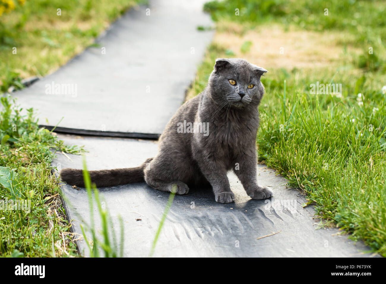 Heimatlose Katze mit Ohr Krankheit Stockfoto