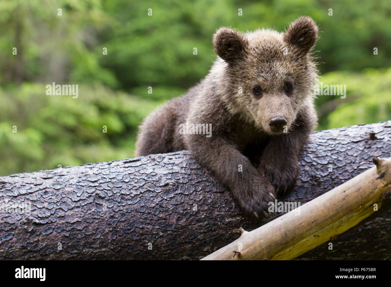 Brown bear cub Babysitting auf Bauch auf gefallene Spruce Tree an Kamera suchen mit grünen Wald