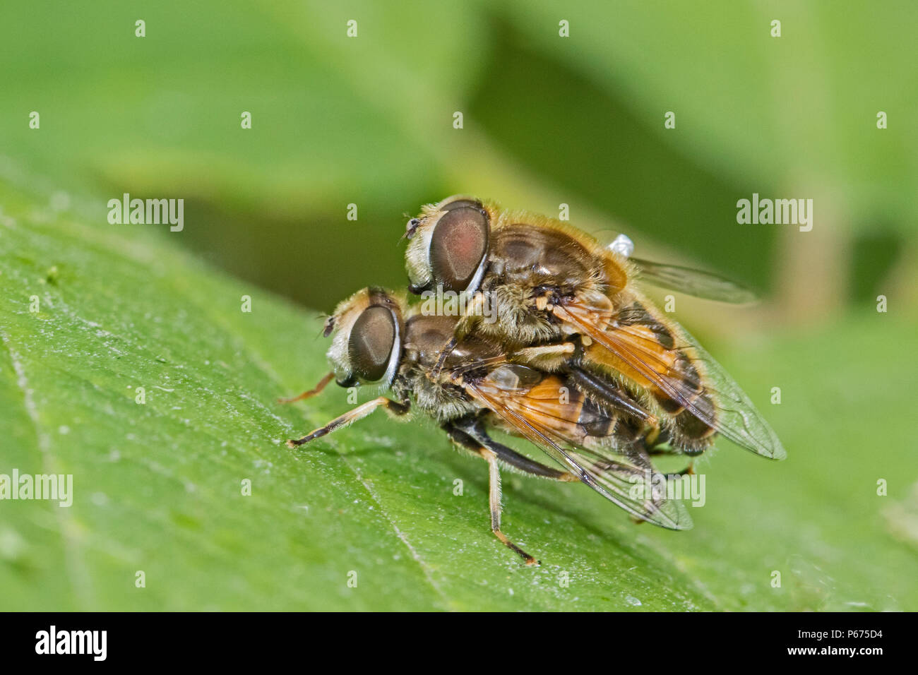 Ein paar der Drohne fliegt (Eristalis Tenax) Stockfoto