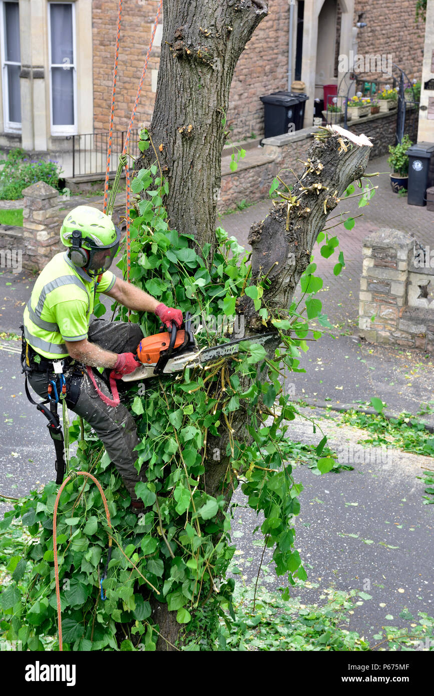 Baum Chirurg Seilschaft auf Stamm von Linde mit schützenden Fangvorrichtung und Kettensäge fräsen Zweige vor dem Schneiden Baum unten Stockfoto