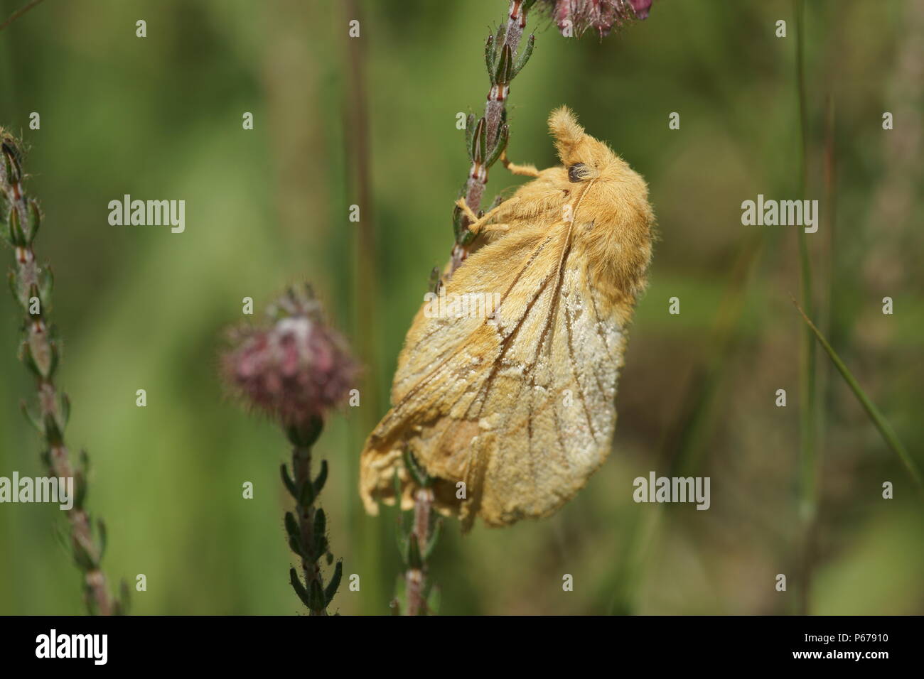 Euthrix potatoria (Der Trinker) Stockfoto