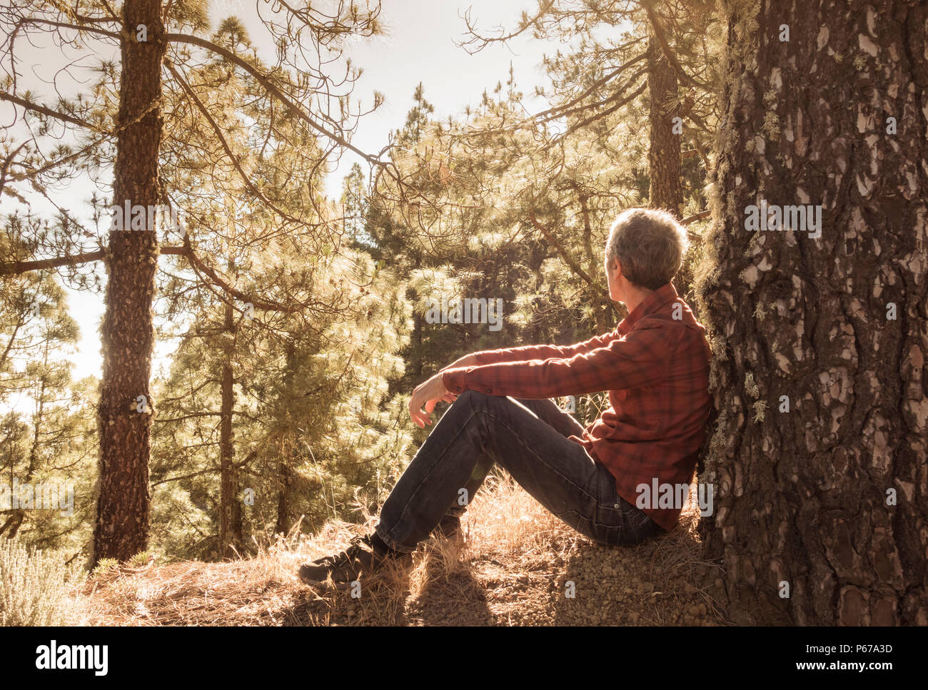 Yoku Shinrin, (Wald Baden). Schlankes, reife männliche Wanderer Entspannen im Sonnenschein am frühen Morgen in einem Pinienwald. Stockfoto