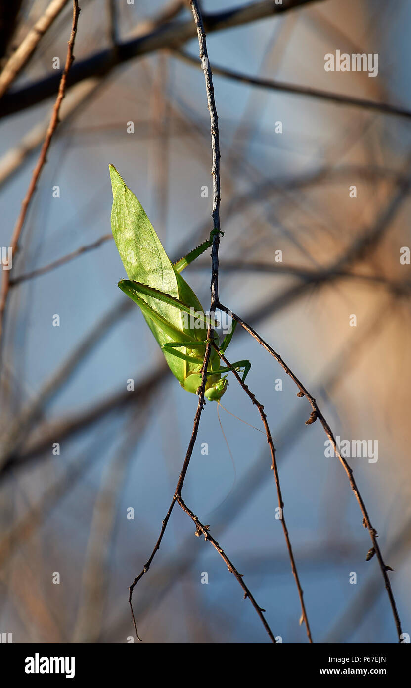 Katydid imitiert ein Blatt auf einem Ast, Ajijic, Jalisco, Mexiko Stockfoto