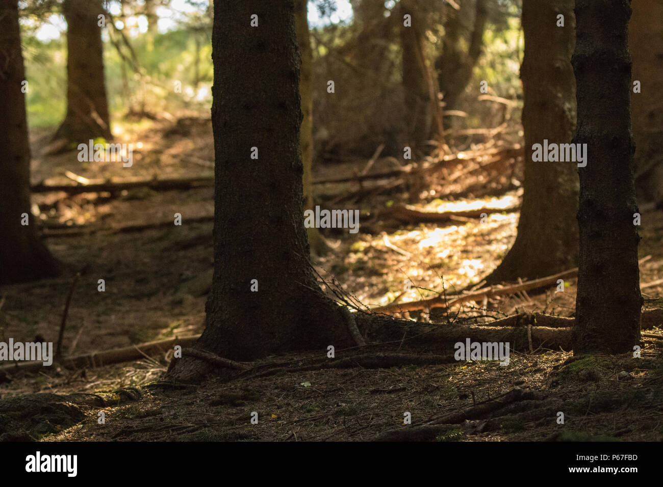 Morgen Licht im Wald Stockfoto