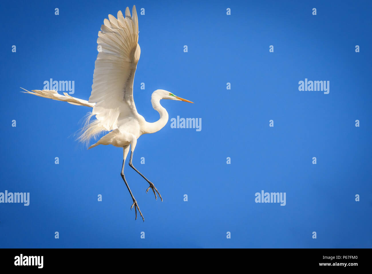 Silberreiher (Ardea alba) in einem brutgebiet Stockfoto