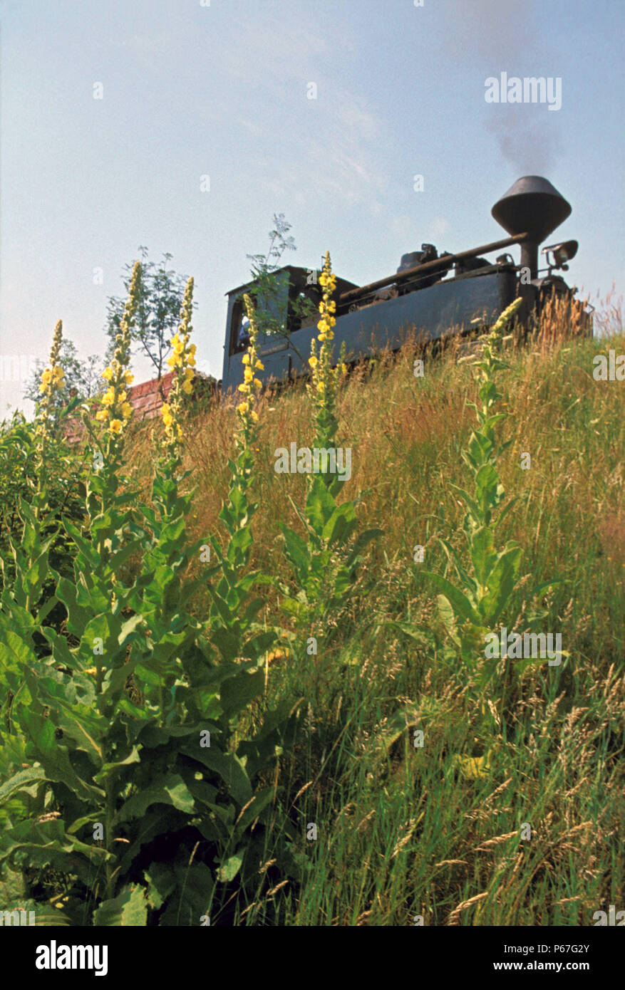 Deutschlands letzter aktiver 600mm Feldbahn 0-8-0 T-Nr. 993316 gesehen mit der großen Mallions auf dem Ton Tragesystem in Bad Muskau am Mittwoch, den 29. Juni Stockfoto