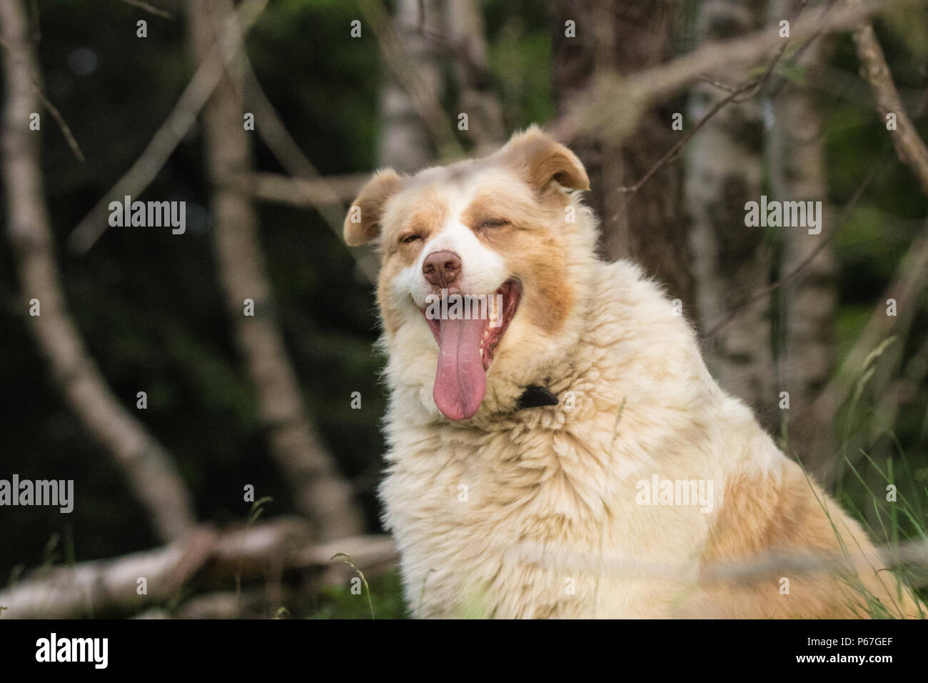 Australian Shepherd Dog Cane Pastore 70 ein schöner Hund Australian Shepherd dos-Familie glücklich Hund lächelnd Zunge heraus, weißen und braunen Fell lovel Stockfoto